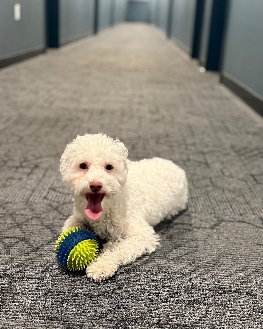 Did you know HERE Pittsburgh is pet friendly? You can bring your furry friend to live with you!\n\nAsk us about our dog wash and dog toys when you stop in for a tour.
