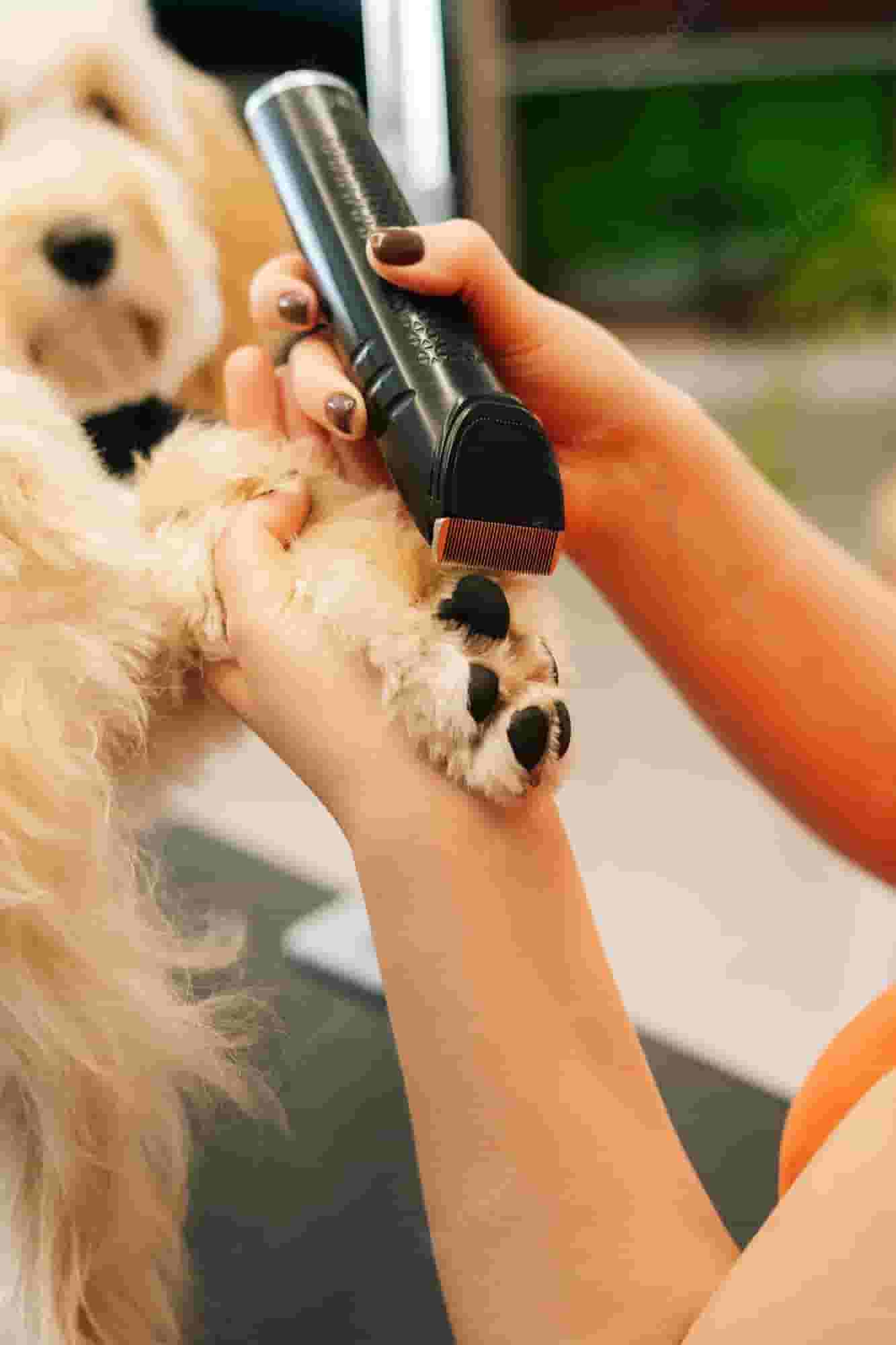 Pamper your furry friend in the Dog Spa