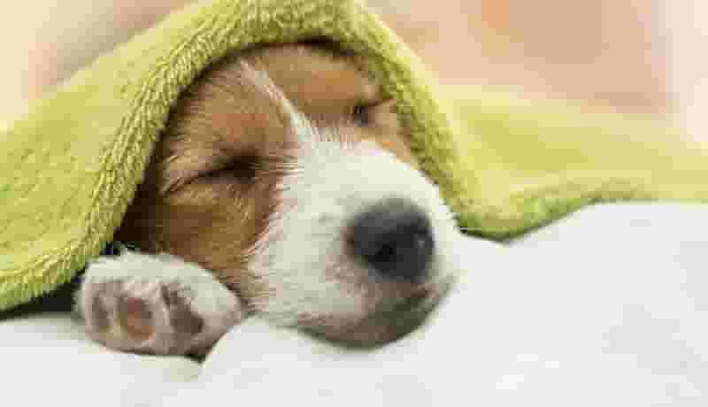 On-site Pittsburgh Dog Spa